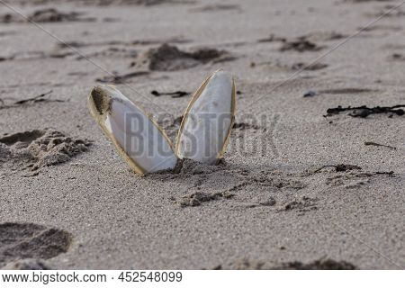 Found, Natural Cuttlefish Bone Aka Cuttlebone, The Internal Shell Of Cephalopod. On Sand. Fed To Pet