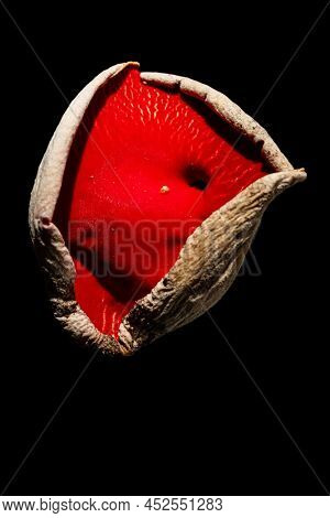 Sarcoscypha austriaca or Sarcoscypha coccinea isolated