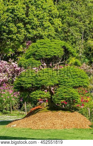 Japanese podocarpus in Fukuoka prefecture
