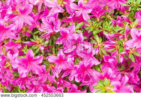 Blooming Azalea Flowering Shrub With Pink Petals Flower Background