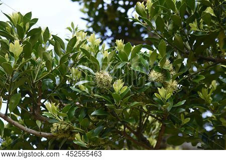 Ilex Integra Flowers. Dioecious Aquifoliaceae Evergreen Tree. Flowering Season Is From April To May.