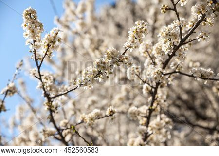 Blossoms On A Blooming Tree With White Flowers During Spring With Blue Sky In Background. Blossoms H