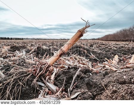 Corn Field After Harvest With Strewn Stover Over Disced Soil.