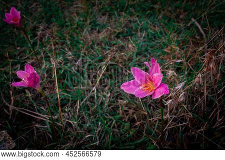 Wild Pink Flowers In The Hill Station Of Yercaud