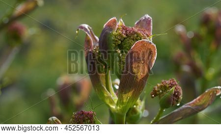 Close-up Shot Of Giant Fennel Ferula Communis In Israel