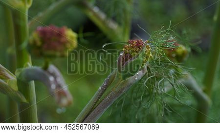 Close-up Shot Of Giant Fennel Ferula Communis In Israel