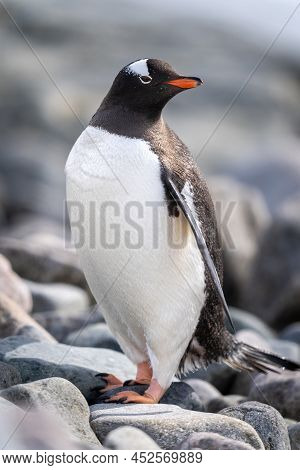 Close-up Of Gentoo Penguin On Shingle Beach
