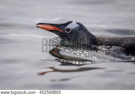 Close-up Of Gentoo Penguin Porpoising In Water
