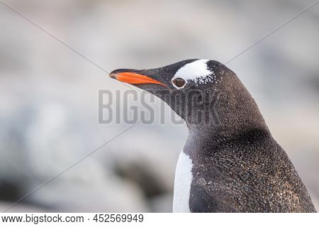 Close-up Of Sunlit Gentoo Penguin Facing Left