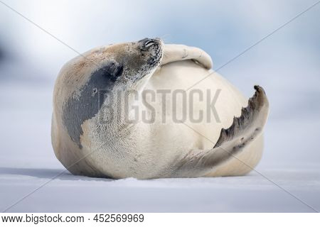Crabeater Seal Lies Lifting Head On Ice