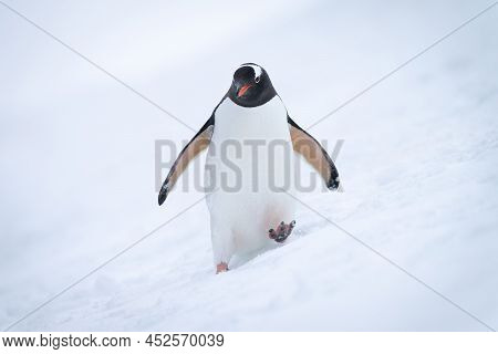 Gentoo Penguin Approaching Camera On Snowy Slope