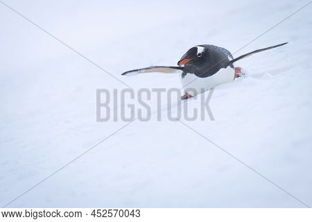 Gentoo Penguin Body Surfing Down Snowy Slope