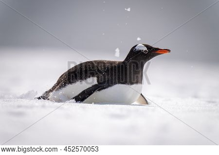Gentoo Penguin Body Surfs Down Snowy Hill