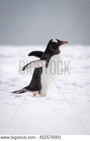 Gentoo Penguin Crosses Snow Holding Out Flippers