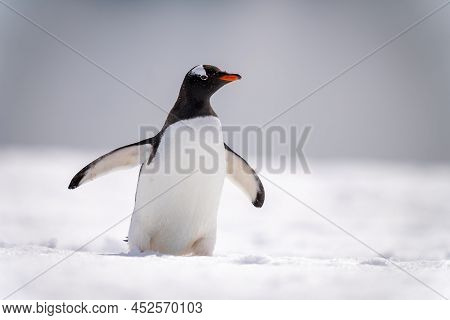 Gentoo Penguin Crosses Snowy Slope In Sunlight