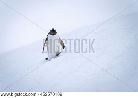 Gentoo Penguin Crosses Snowy Slope Lifting Foot