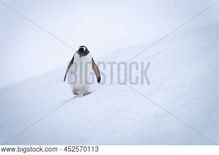 Gentoo Penguin Crosses Snowy Slope Looking Down