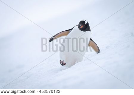 Gentoo Penguin Crossing Snowy Slope Towards Camera