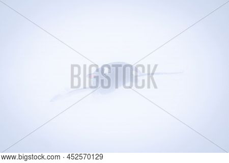 Gentoo Penguin Descending Snowy Slope In Blizzard