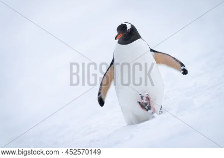 Gentoo Penguin Descends Snowy Slope Raising Foot