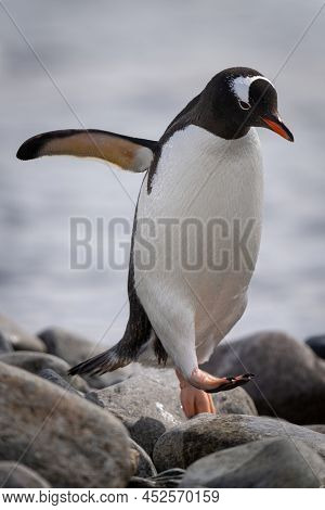 Gentoo Penguin Hops Over Shingle By Sea