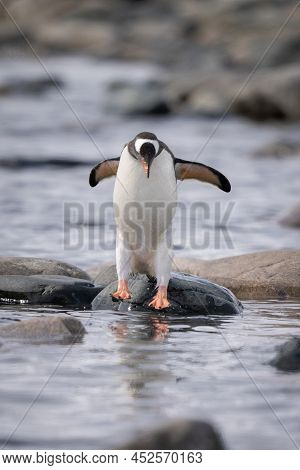 Gentoo Penguin Jumping Over Rocks In Sea
