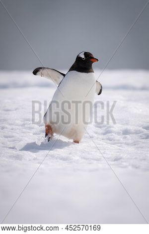 Gentoo Penguin Leans Over Waddling Across Snow