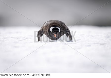 Gentoo Penguin Lies On Snow Facing Camera