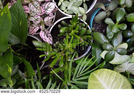 House plants. Greenery. Home potted plant top view. Epipremnum. Syngonium. Aichryson. Chlorophytum. 