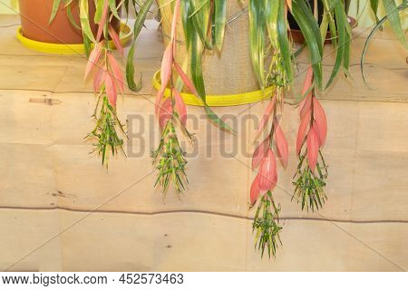 A Beautiful Billbergia Plant In Pink Bloom - Concept For Care.