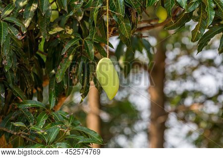 Green Mango Hanging, Mango Field, Mango Farm. Agricultural Concept, Agricultural Industry Concept. M