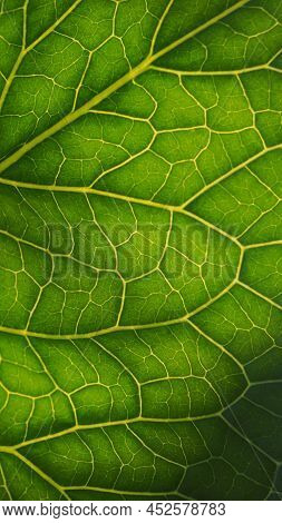 Fresh Plant Leaf Close-up In The Sun. Mosaic Pattern Of Green Cells And Yellow Veins. Abstract Verti