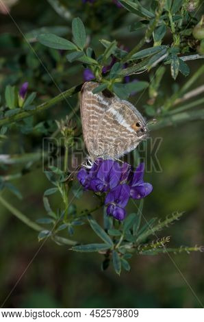Butterfly Insect Invertebrate Lepidoptera Lampides Boethius Beauty