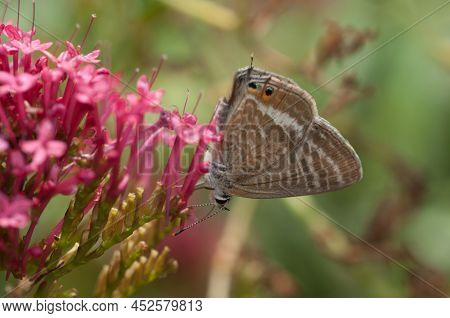 Butterfly Insect Invertebrate Lepidoptera Lampides Boethius Beauty