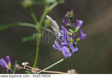 Butterfly Lampides Boethius Violet, Beauty, Summer, Postal,