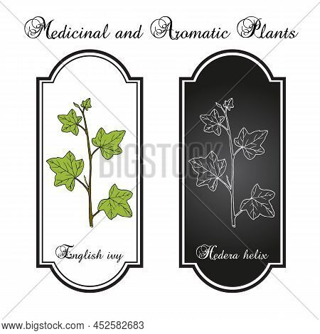 English Ivy Hedera Helix , Ornamental And Medicinal Plant. Hand Drawn Botanical Vector Illustration