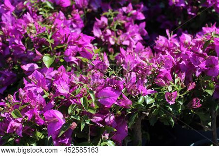 A Beautiful Blossoming Paperflowers In The Garden