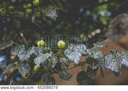 Wild Pear With Infected Leaves. Disease On The Leaves Of A Pear. Septoria Pear - Small Gray Spots Wi