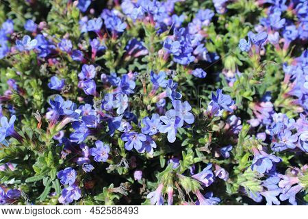A Blossoming Blue Milkwort In The Garden