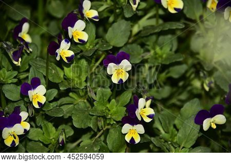 Pancy Very Pretty Colorful Little Garden Flower