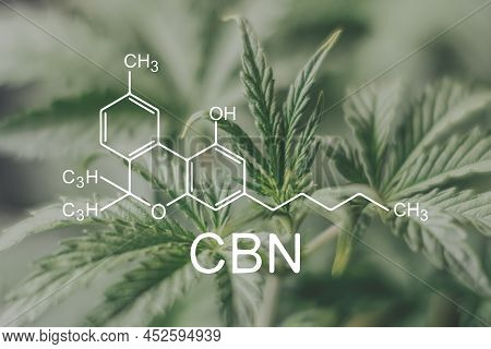 Cbn Cannabis Plants Chemical Formula. With The Cannabinol Molecule.