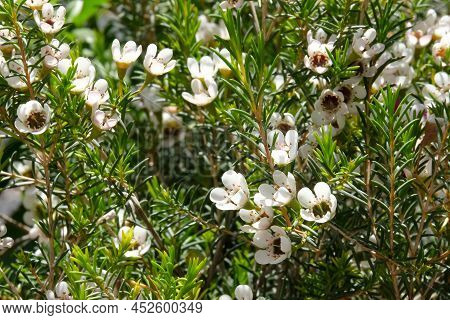 Flowering Evergreen Shrub Chamelacium (chamelaucium) Or Wax Myrtle