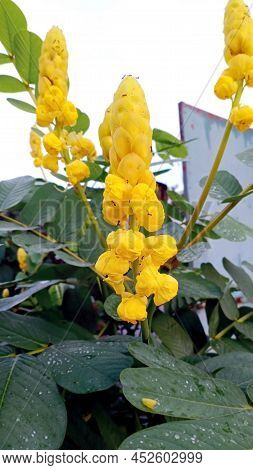 Beautiful Candlestick Cassia Flower Close Up. Blur Background.