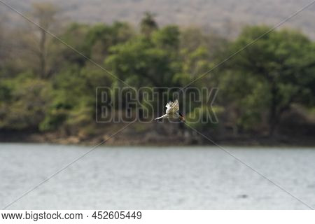 River Tern Or Sterna Aurantia Bird Flying Or Hovering Over River Water With Full Wingspan For Fishin