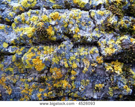 Lichene giallo macro su corteccia