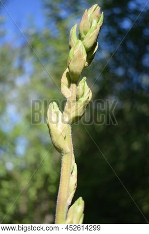 Beautiful Background With Buds Of Yucca Before Blooming. Close Up Shot. Yucca Plant (yucca Filamento