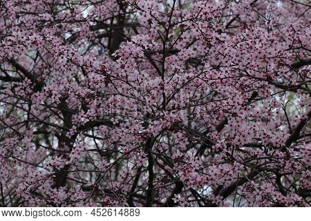 Bloomingtree, Early Spring, Beautiful View Attracts The Eye, Romantic Mood, Desire For Freedom And A