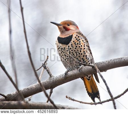 red shafted cross yellow intergrade northern flicker in nature