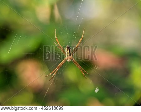 Argiope Keyserlingi Is A Species Of Orb-web Spider Found On The East Coast Of Australia, From Victor