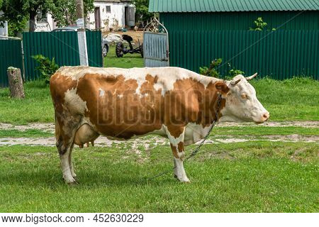 Photography On Theme Beautiful Big Milk Cow
